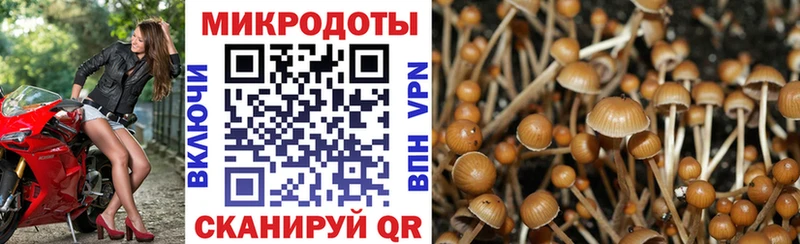 Псилоцибиновые грибы Magic Shrooms сколько стоит Дмитровск